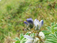 Lupinus albus