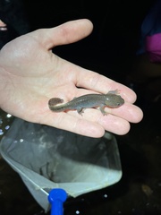 Ambystoma talpoideum