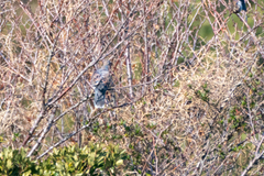 Streptopelia orientalis orientalis