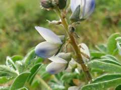 Lupinus albus