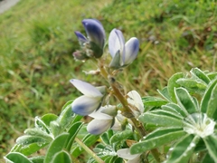Lupinus albus