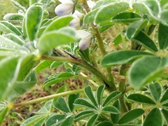 Lupinus albus