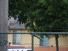 Pitangus sulphuratus