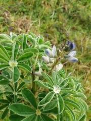 Lupinus albus