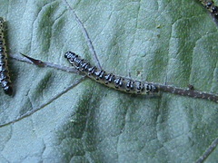 Margaroniini
