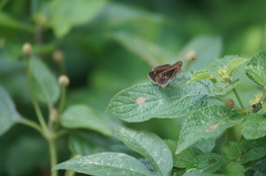 Vehilius stictomenes