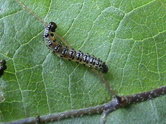 Margaroniini
