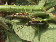 Neorthacris