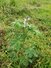 Lupinus albus