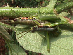 Neorthacris