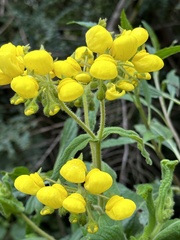Calceolaria crenata