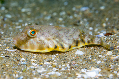 Sphoeroides maculatus