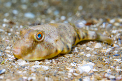 Sphoeroides maculatus