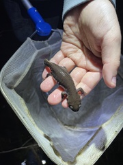 Ambystoma talpoideum