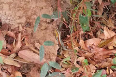 Eutropis multifasciata