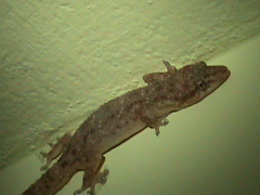 Hemidactylus brookii
