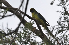 Platycercus caledonicus