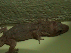 Hemidactylus brookii