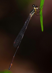 Drepanosticta actaeon