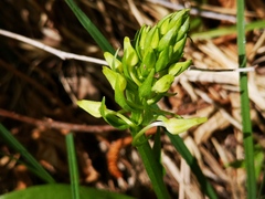 Platanthera bifolia
