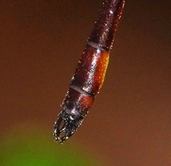 Drepanosticta actaeon