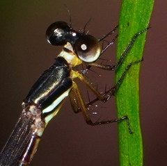 Drepanosticta actaeon