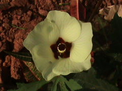 Abelmoschus esculentus