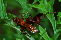 Sphictostethus nitidus