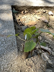 Broussonetia papyrifera