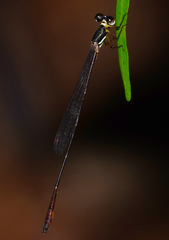 Drepanosticta actaeon