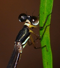 Drepanosticta actaeon