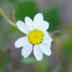 Anthemis leucanthemifolia