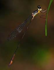 Drepanosticta actaeon