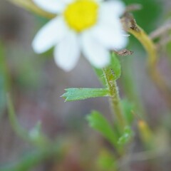 Anthemis leucanthemifolia