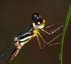 Drepanosticta actaeon