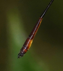 Drepanosticta actaeon