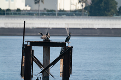 Phalacrocorax carbo hanedae