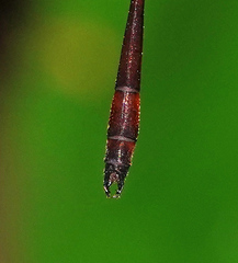 Drepanosticta actaeon