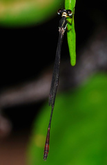 Drepanosticta actaeon