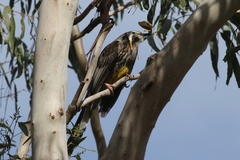 Anthochaera paradoxa