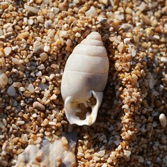 Euchondrus septemdentatus