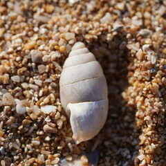 Euchondrus septemdentatus