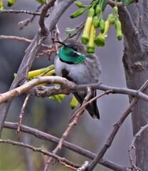 Oreotrochilus estella