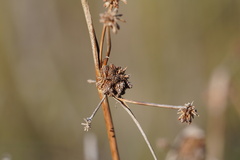 Scirpoides holoschoenus