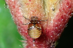 Aphidomorpha