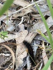 Creatonotos transiens