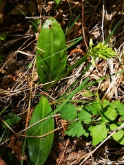 Platanthera bifolia