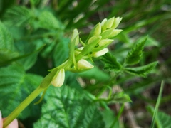 Platanthera bifolia