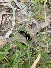 Creatonotos transiens