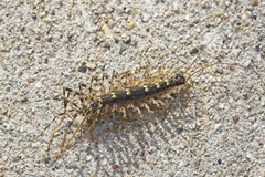 Thereuonema tuberculata